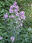 Kivadult viola