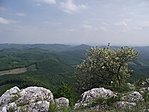 Virágzó kökény