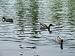 a közelben
