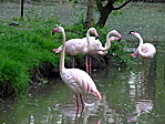 Flamingók