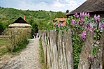 Orgonasípok