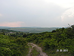 Panoráma a fenyves melett