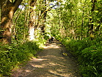 A gyanúsított