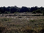árvalányhajmező