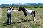 Póni
