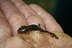 Foltos szalamandra lárva