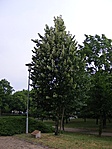 Emlékfa