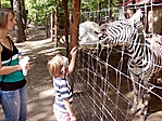 A két zebra