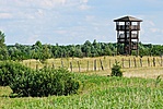 Kilátó