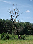 A réten