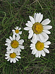 Mezei Margaréta