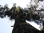 Egy másik óriás a kis "arborétumban"