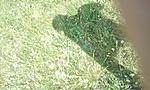 GCNkov_2011064132354.jpg