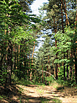 Vörösfenyők
