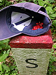 Szamóca
