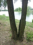 A kéttörzsű fa