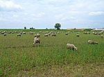 Legelésző bárányok