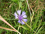 a közelben