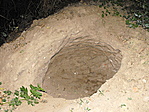Rókaluk