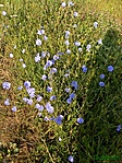 katáng