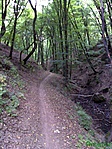 erdő