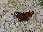Pillangó