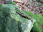 Foltos szalamandra