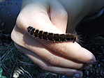 Caterpillar