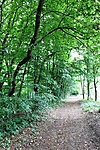 célegyenes
