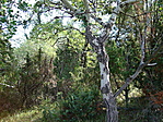 Nyírfás