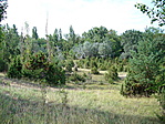 Ősborókás