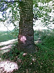 Érdekes fa a parkban.