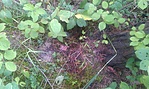 A "láda"