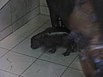 2011.08.05-én született törpeviziló