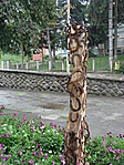Patkófa