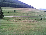 Nyáj pásztor nélkül