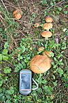Tricholoma flavovirens