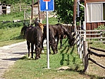 Lovak