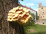 Gomba