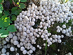 sereges tintagomba (Coprinellus disseminatus)