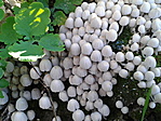 sereges tintagomba (Coprinellus disseminatus)