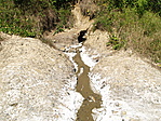 tiszta sólé