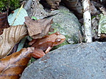 Halványbéka