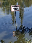 a kacsák erről nem tudnak...