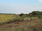Határvonal