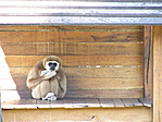 Gibbon