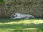 Fehér tigris
