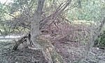 GCERBA_20111016173629.jpg