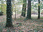 Parkrészlet