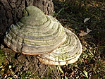 júefó